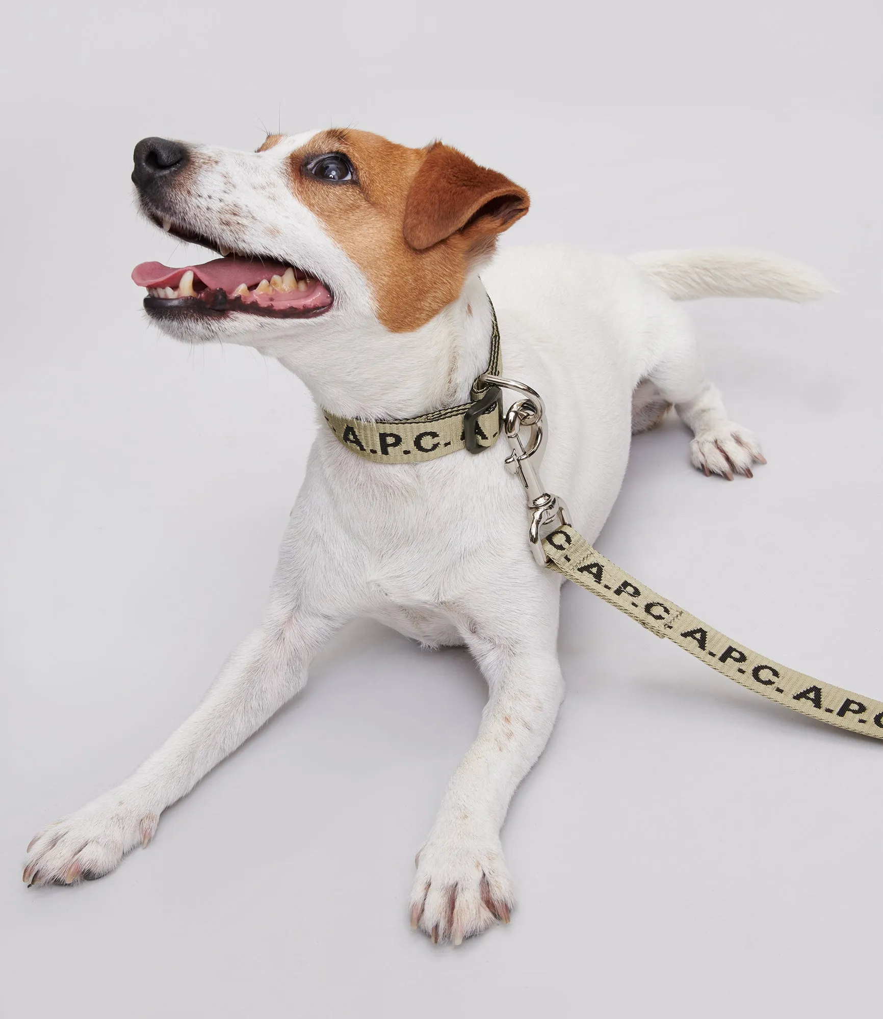 Toutou Logo leash sold by A.P.C. product image thumbnail 2
