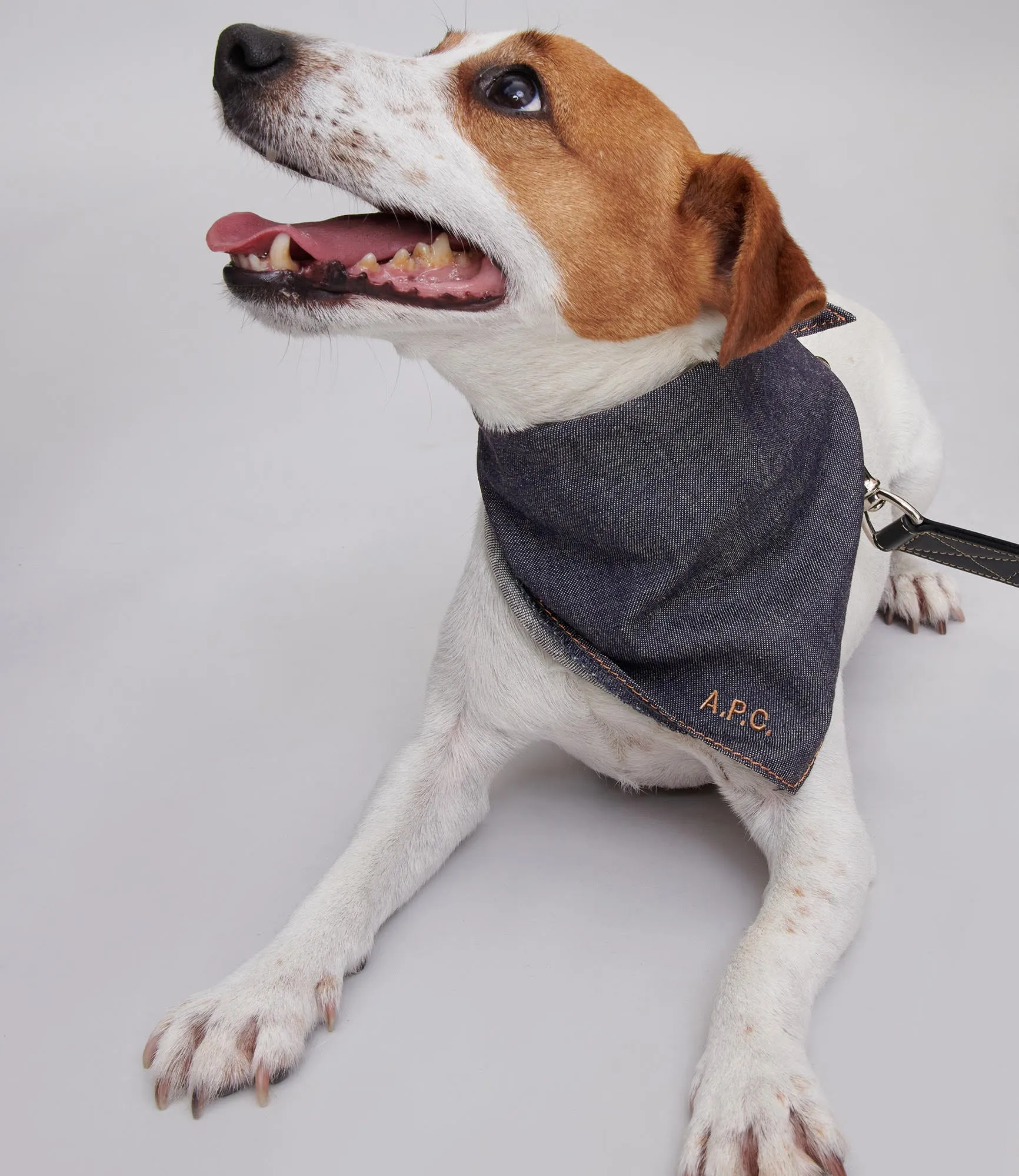 Toutou Bandana sold by A.P.C. product image thumbnail 2