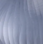 Lucite Dewdrop Earring- Steel Blue sold by Alexis Bittar product image thumbnail 5