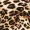 Leopard Print Blouse sold by AX Paris product image thumbnail 5