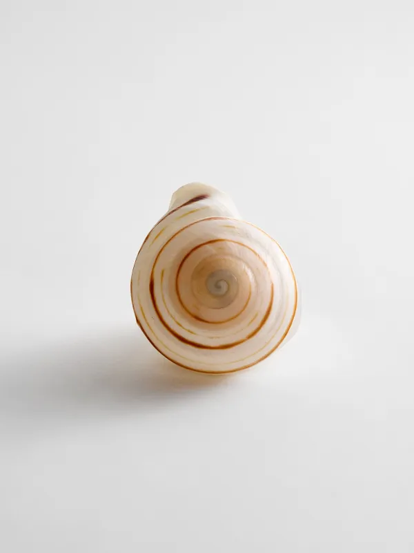 Santana Shell Statement Ring - Natural made by BaubleBar