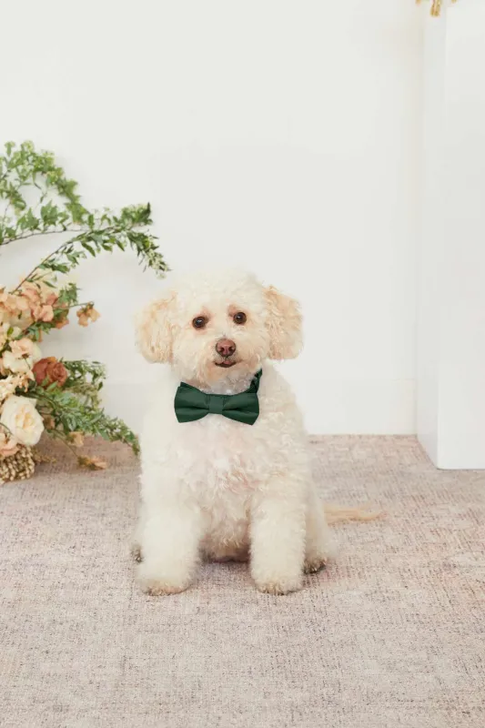 Sadie Dog Collar - Emerald sold by Birdy Grey