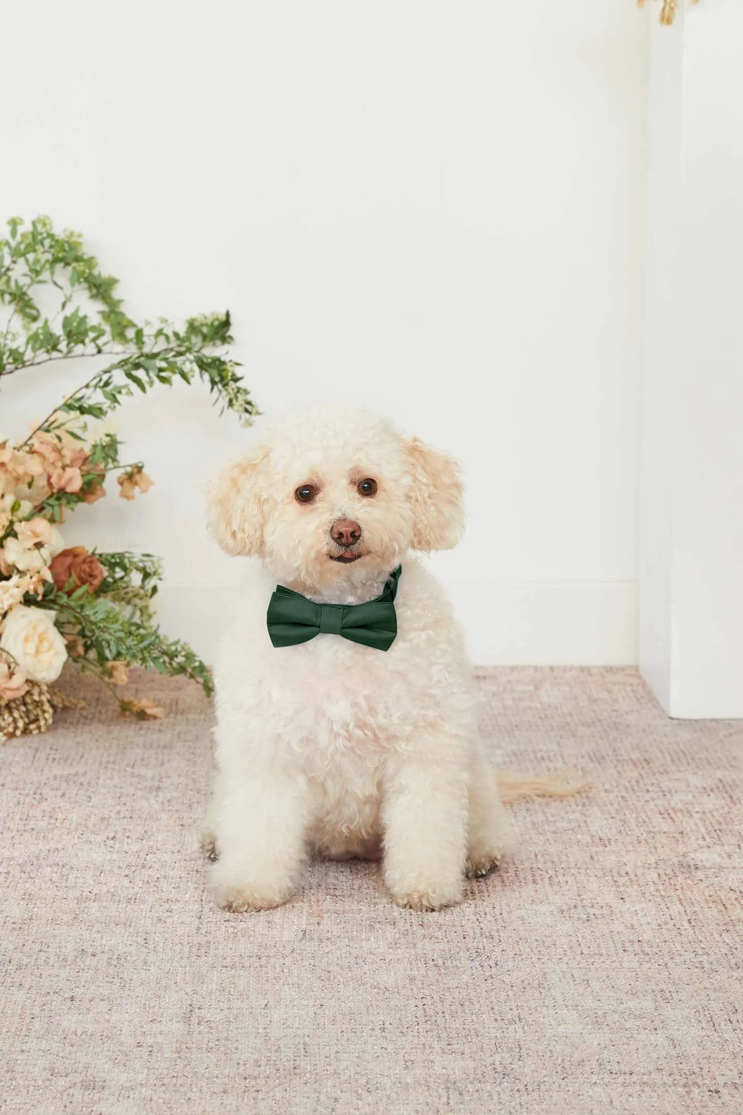 Sadie Dog Collar - Emerald sold by Birdy Grey