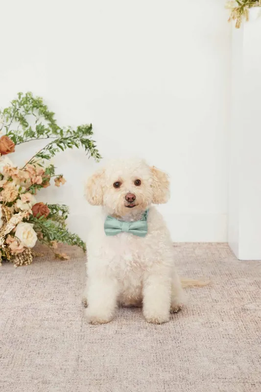 Sadie Pet Bow Tie - Sage sold by Birdy Grey