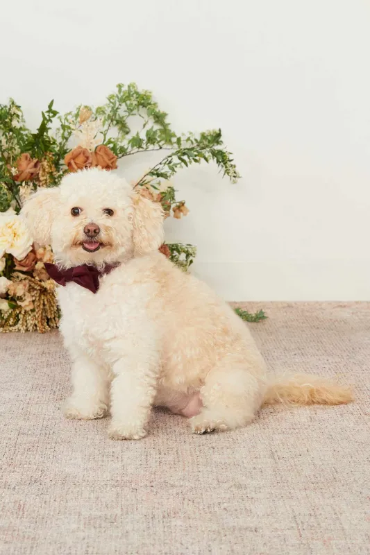 Sadie Pet Bow Tie - Cabernet sold by Birdy Grey