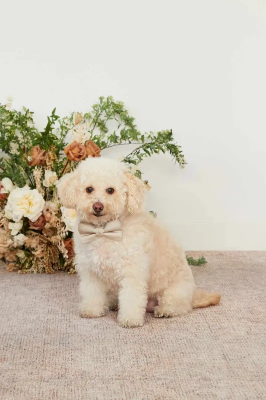 Sadie Pet Bow Tie - Neutral Champagne sold by Birdy Grey