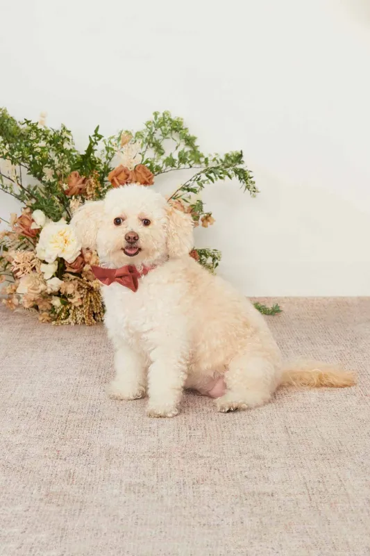 Sadie Pet Bow Tie - Terracotta sold by Birdy Grey