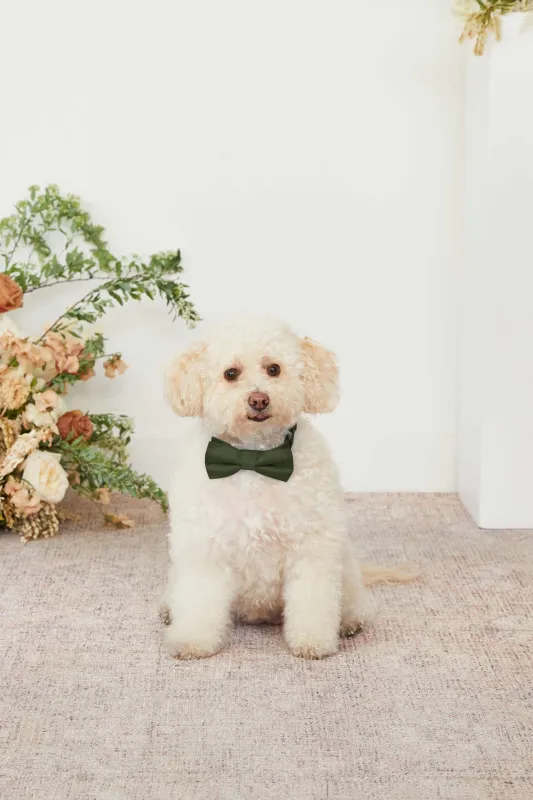 Sadie Pet Bow Tie - Olive sold by Birdy Grey
