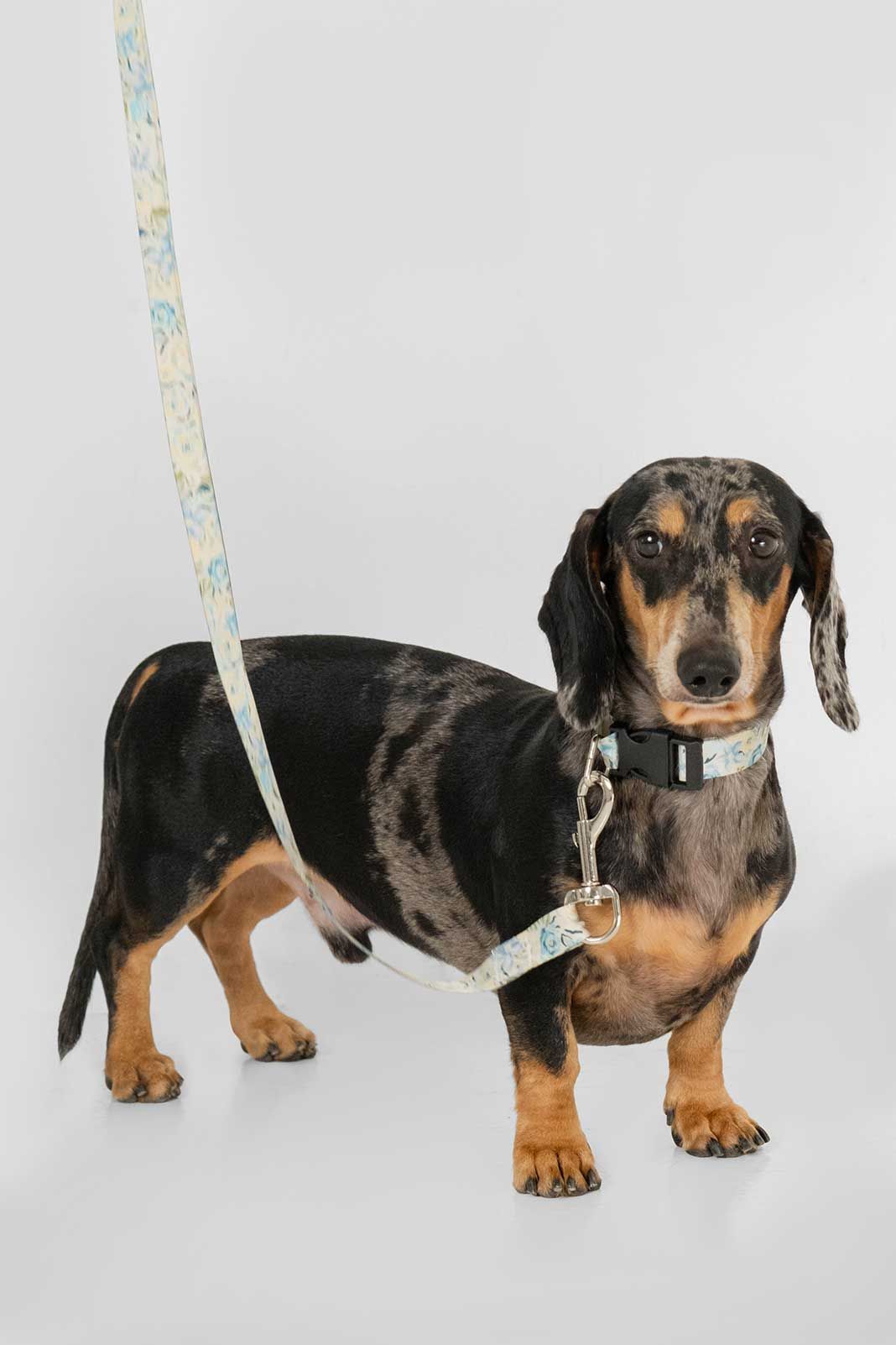 Collar and Leash Set / Buttermilk sold by Blackbough product image thumbnail 2