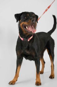Collar and Leash Set / Surfer Girl sold by Blackbough
