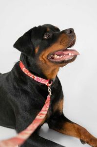 Collar and Leash Set / Surfer Girl sold by Blackbough