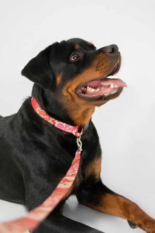 Collar and Leash Set / Surfer Girl sold by Blackbough