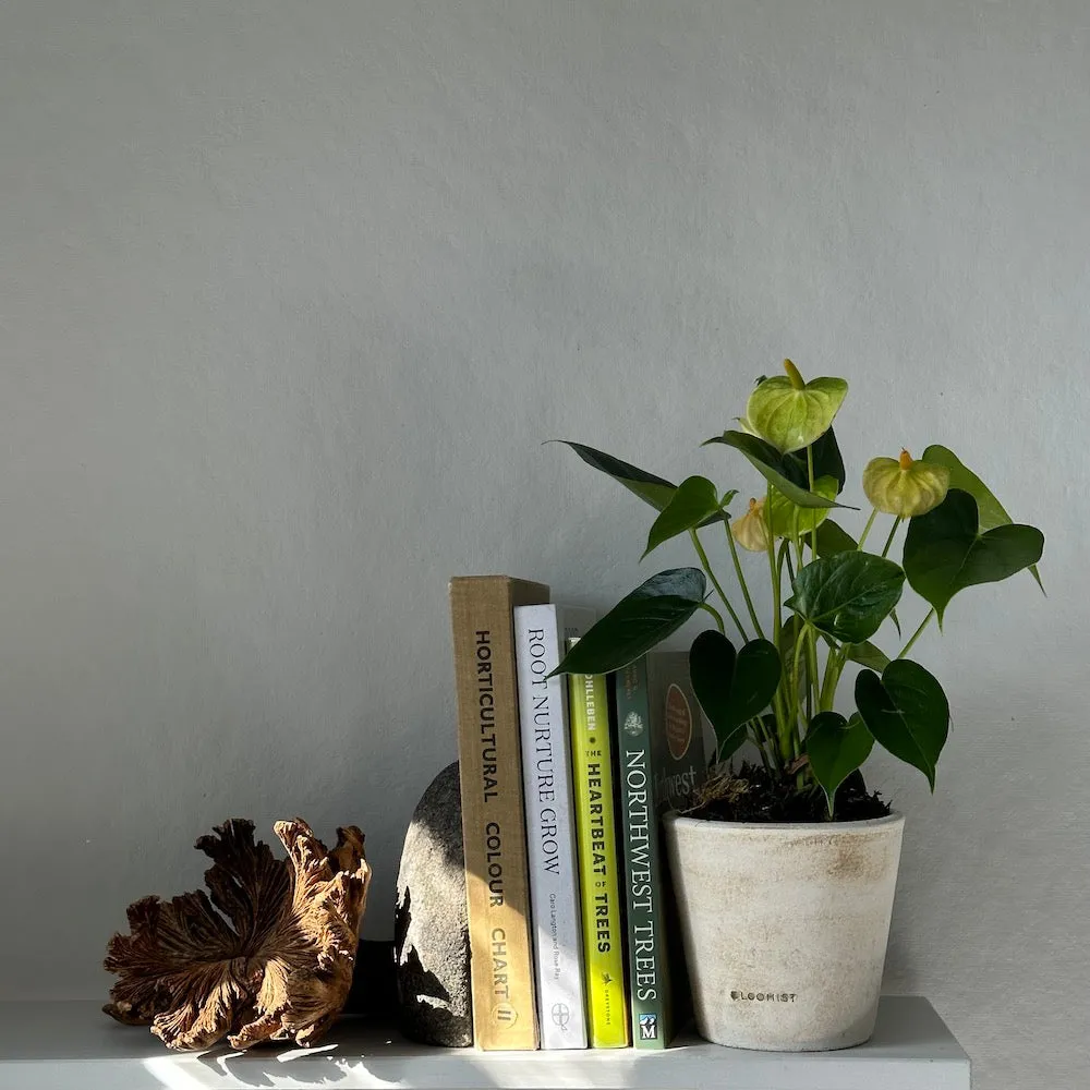 Rare Wood Flower sold by Bloomist product image thumbnail 2