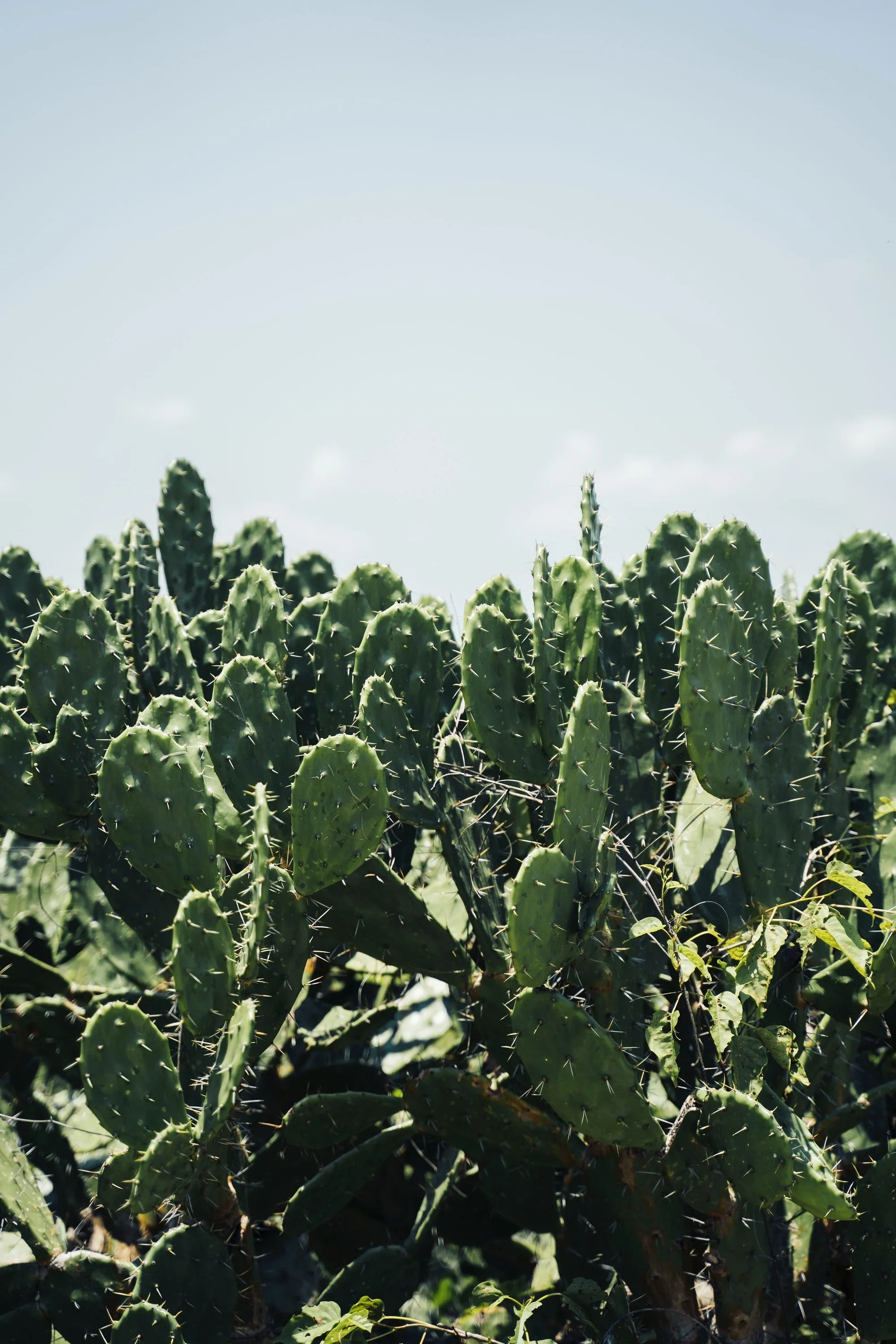 BRADLEY CACTUS sold by Clae product image thumbnail 2