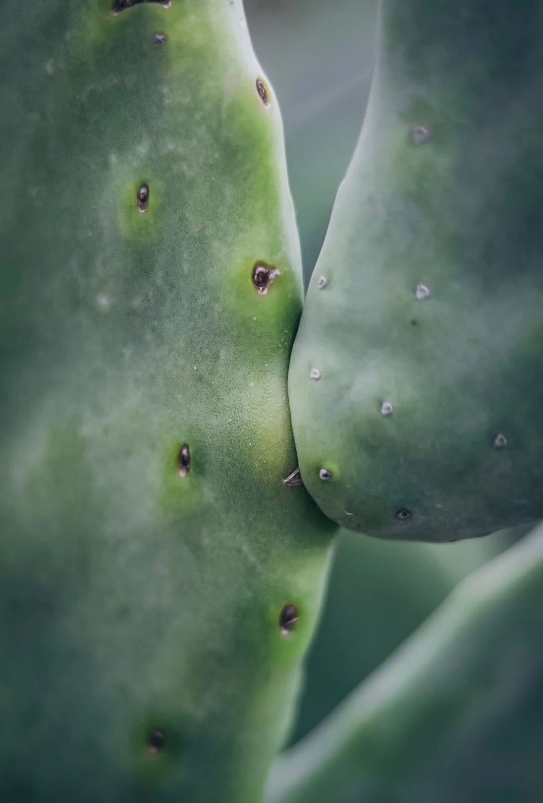 BRADLEY CACTUS sold by Clae product image thumbnail 2