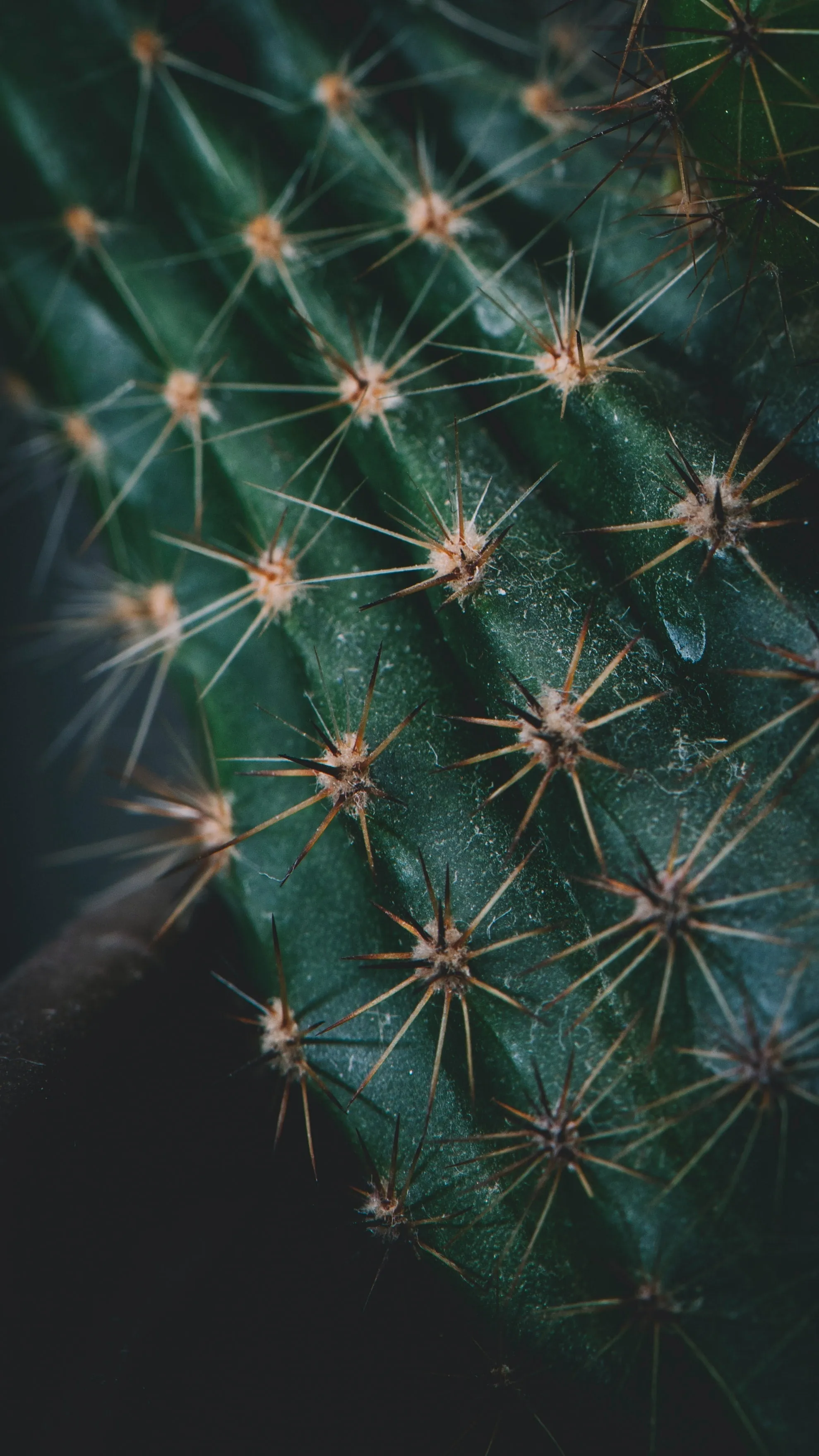 BRADLEY CACTUS sold by Clae product image thumbnail 2