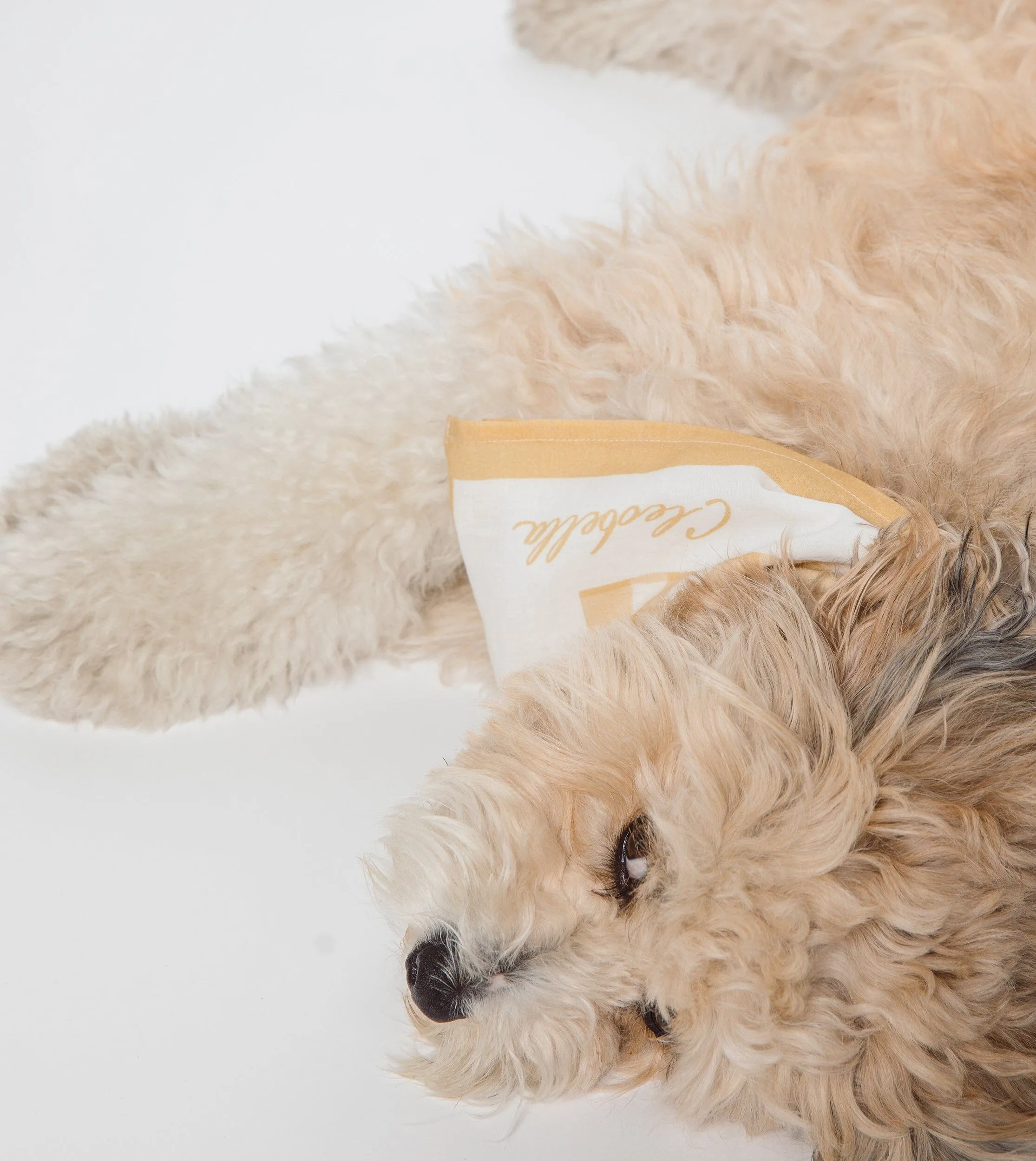 Joie Sunkissed Scarf sold by Cleobella product image thumbnail 5