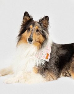 Pink Paw & Bone Print Pet Bandana sold by Collete Hayman