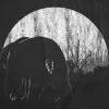 Moon Bear Women's T Shirt sold by Crazy Dog T-Shirts