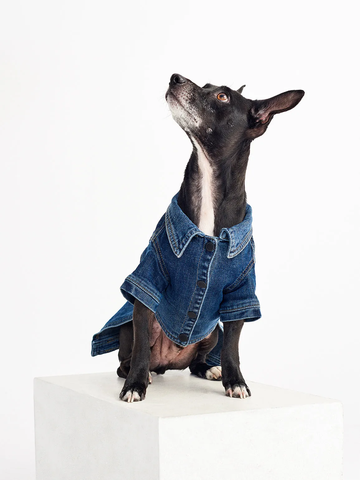 Fido Canine Trucker M/L | Puppy Breath sold by DL1961