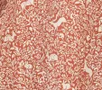 HMD -- O'KEEFFE TOP -- CREAM/RUST PRANCING FAWN FLORAL sold by Doen