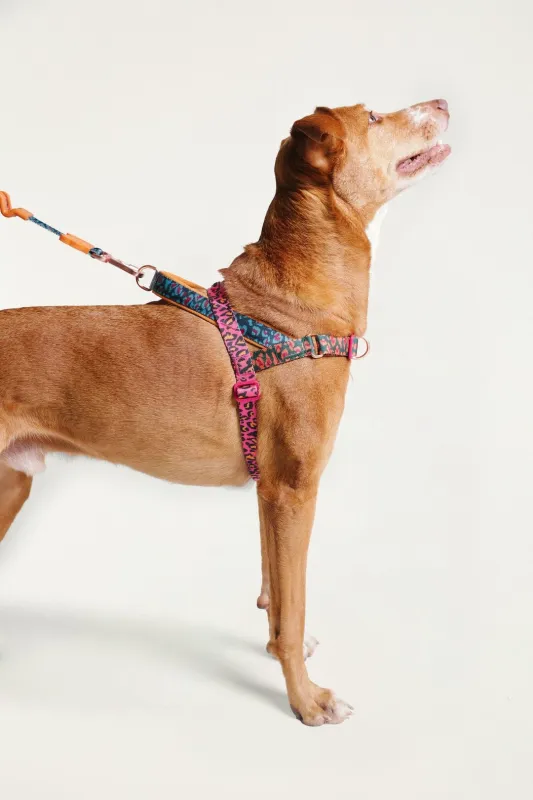 Zeedog Farm Onca Softer Walk - Size M sold by FARM Rio