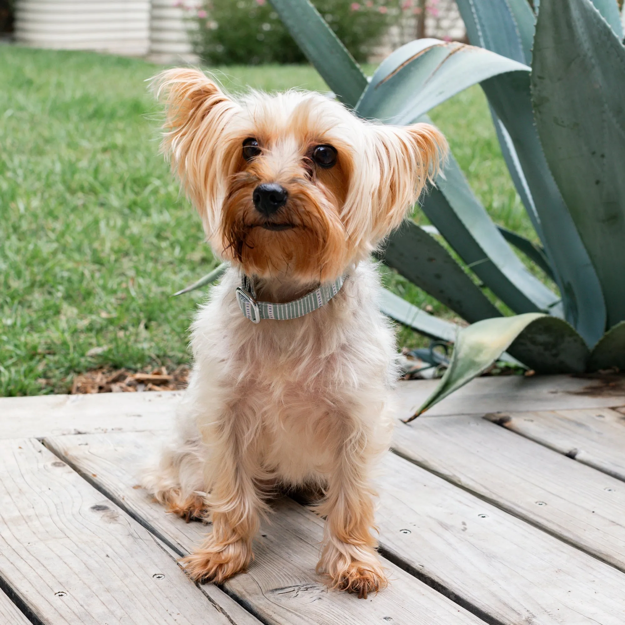 Block Stripe Dusty Sage Dog Collar - pack of 2 sold by Fringe Studio product image thumbnail 5