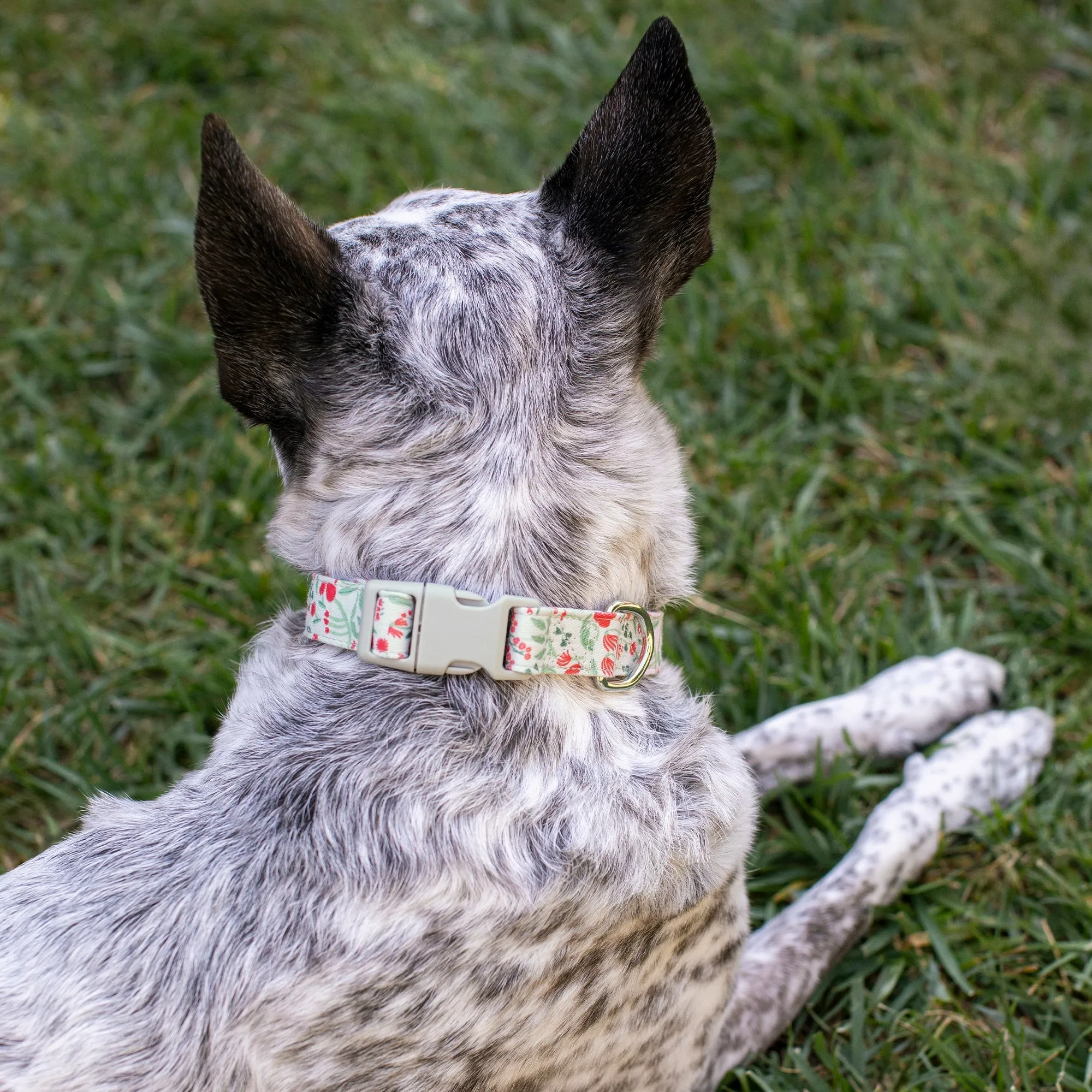 Ditsy Floral Dog Collar sold by Fringe Studio product image thumbnail 5