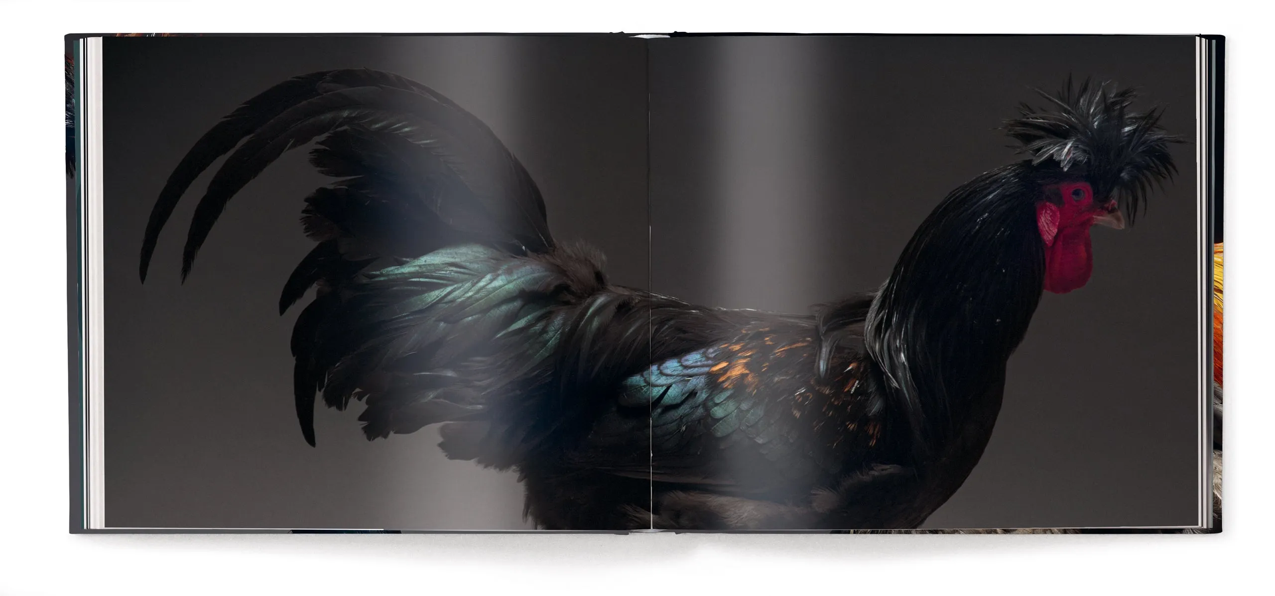 Gefiederte Eleganz sold by Gestalten product image thumbnail 4