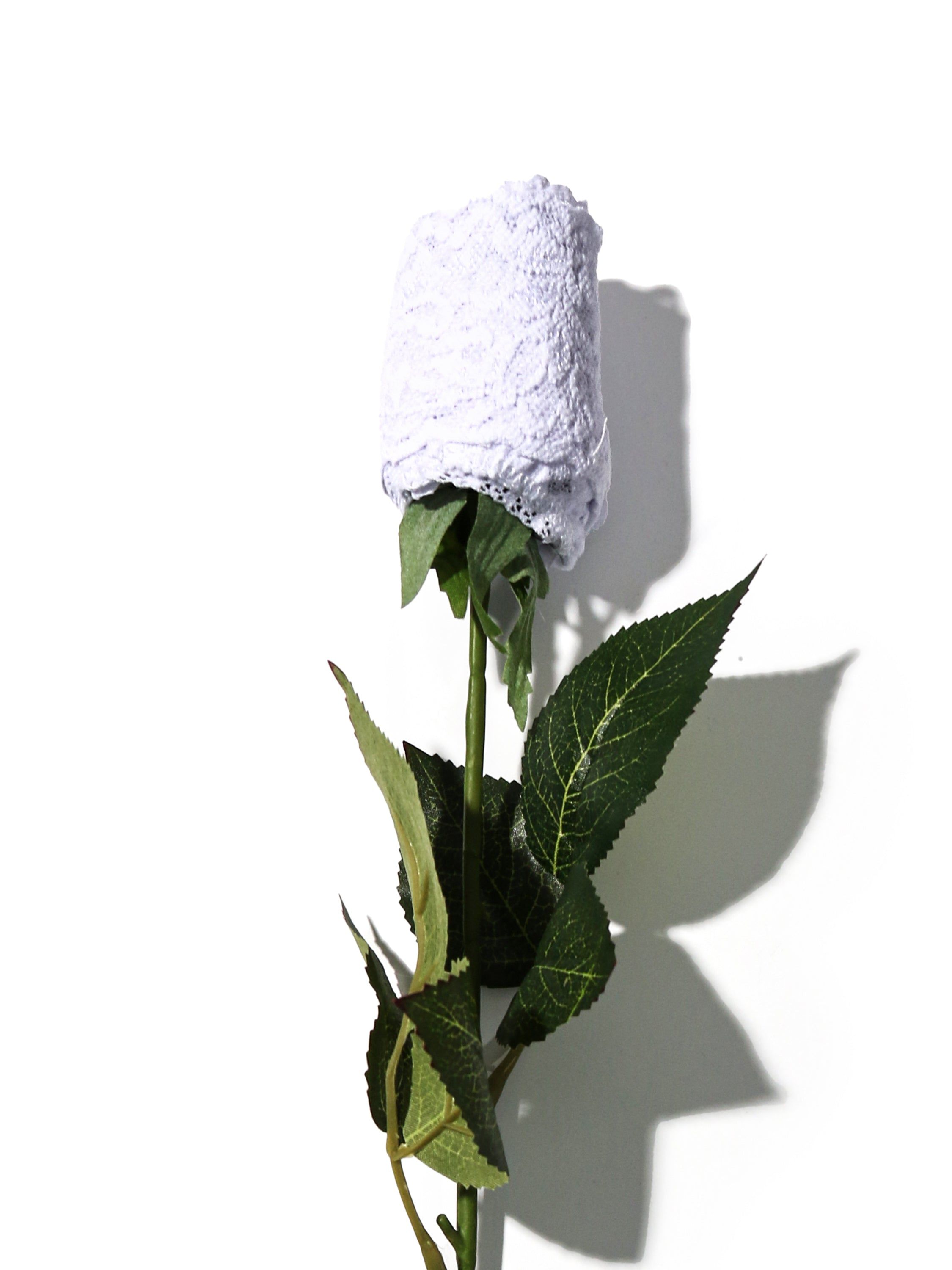 Plus Size Signature Lace Original Rise Thong Rose sold by Hanky Panky product image thumbnail 4