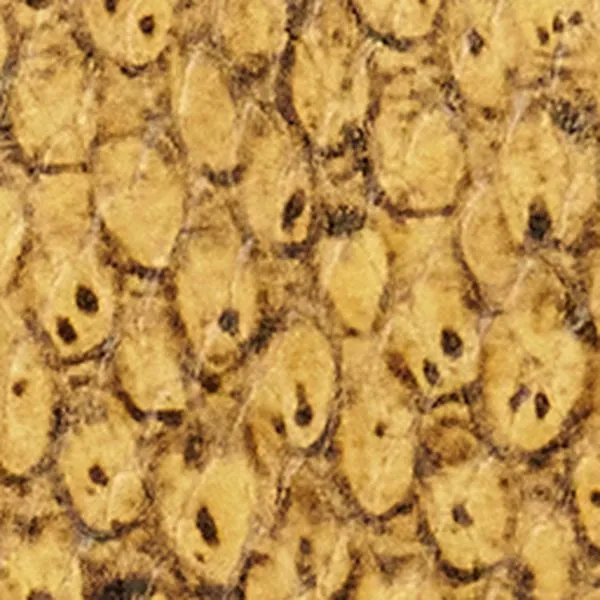 Porte-monnaie Yuki sold by Isabel Marant product image thumbnail 5