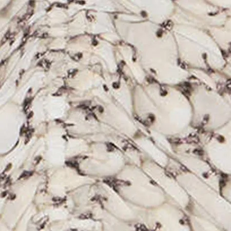 ROBE ALBINI sold by Isabel Marant product image thumbnail 4