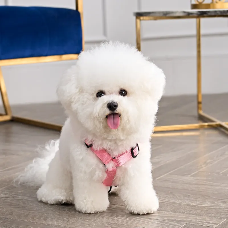 Bling Velour Pet Harness and Leash Set sold by Juicy Couture