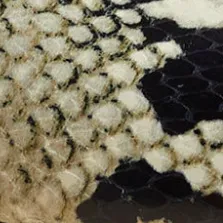 Colin Slingback Flat in Natural Python-Embossed Leather sold by KHAITE product image thumbnail 4