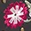 Born to Bloom Embroidered Belt sold by Modcloth product image thumbnail 3