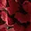 Tickets For Two Velvet Maxi Dress sold by Modcloth product image thumbnail 5