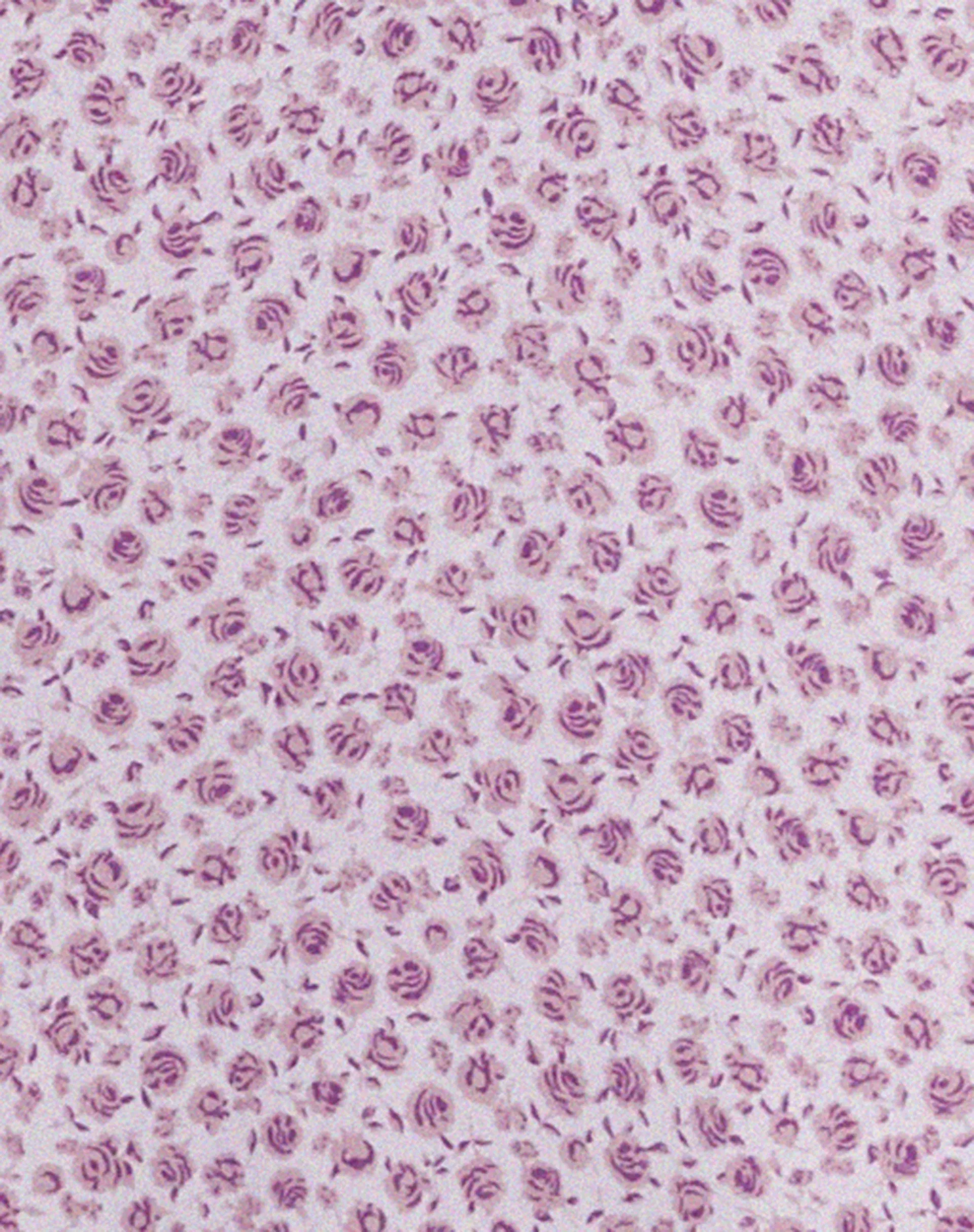 Fiaso Midi Dress in Ditsy Rose Lilac sold by Motel Rocks product image thumbnail 5