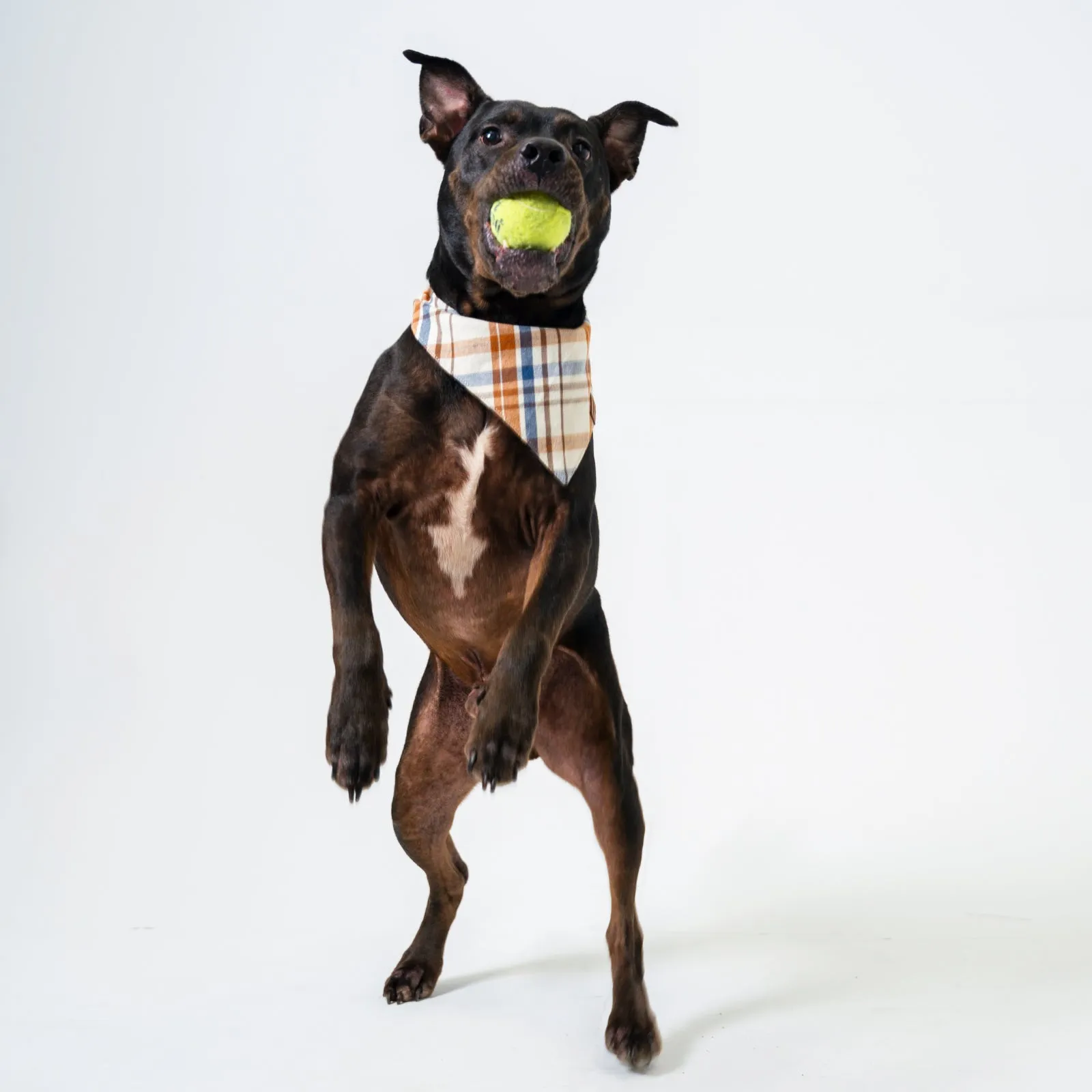 Dog's Boone Bandana sold by Mountain Khakis product image thumbnail 3