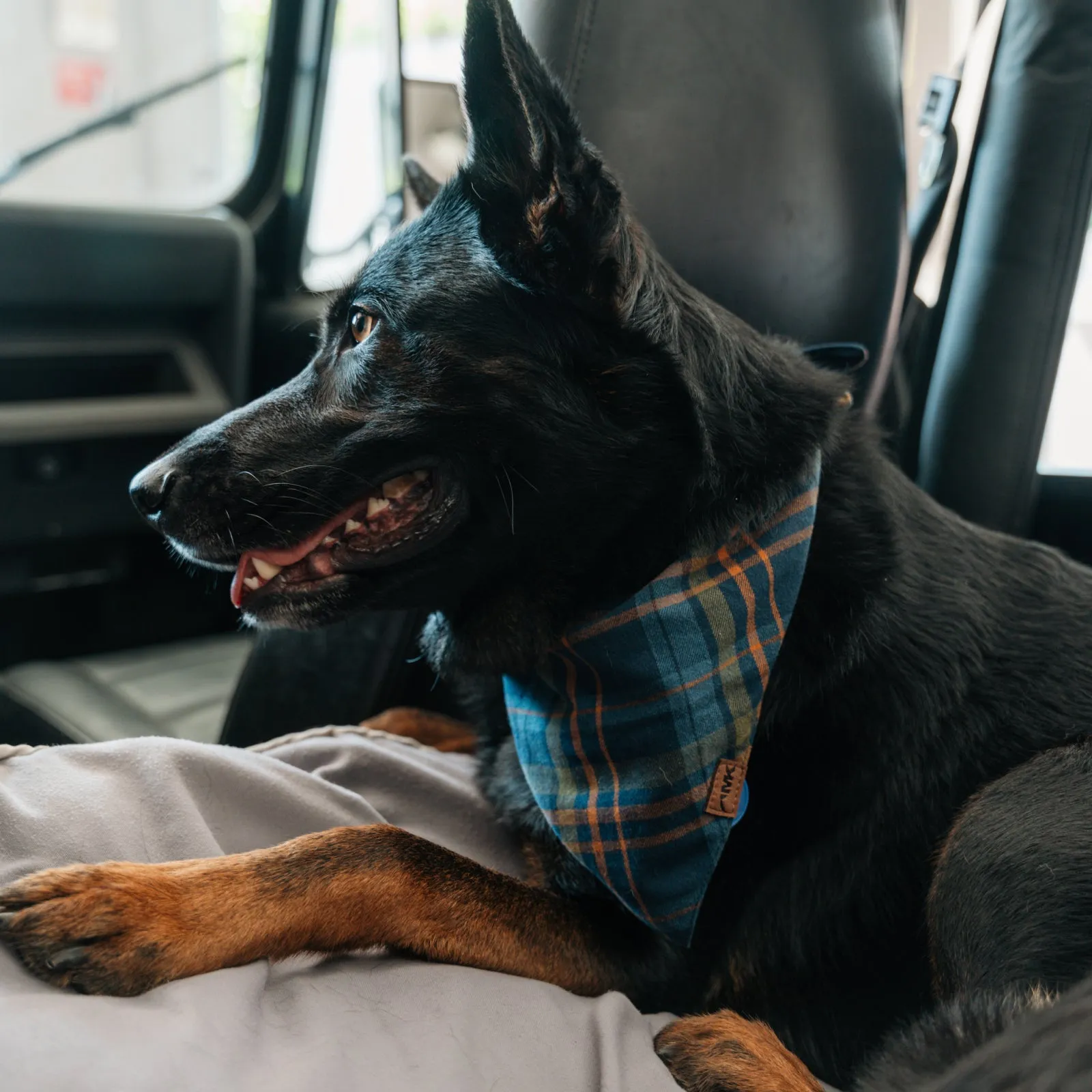 Dog's Boone Bandana sold by Mountain Khakis product image thumbnail 5