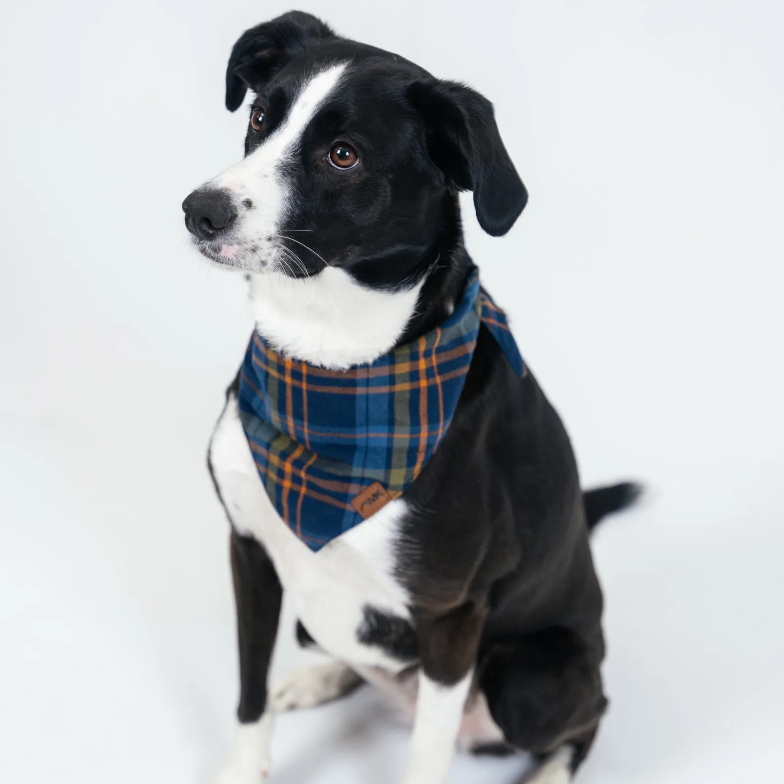 Dog's Boone Bandana sold by Mountain Khakis