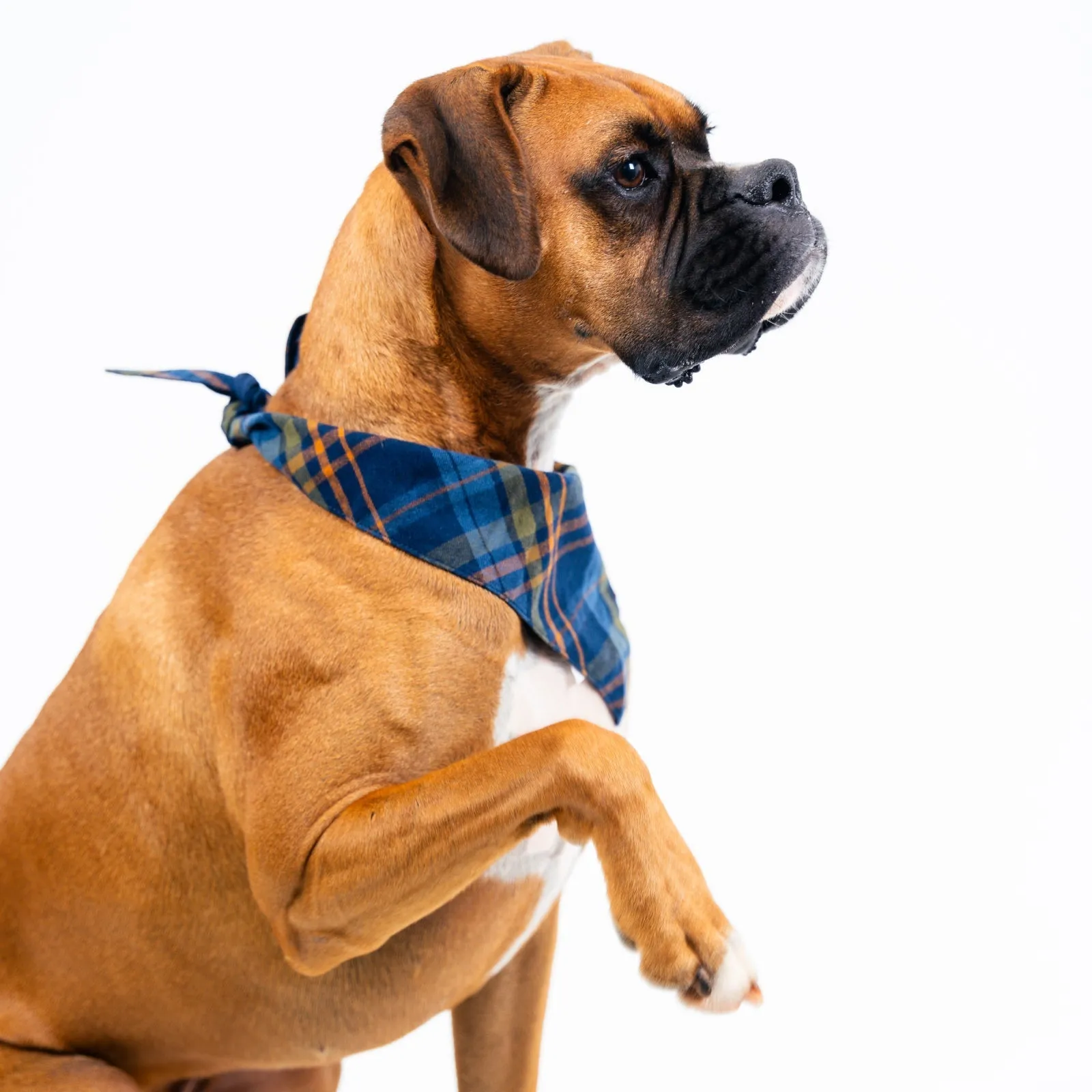 Dog's Boone Bandana sold by Mountain Khakis product image thumbnail 4