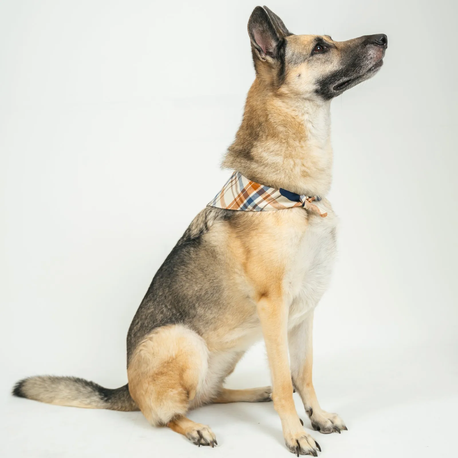 Dog's Boone Bandana sold by Mountain Khakis product image thumbnail 3