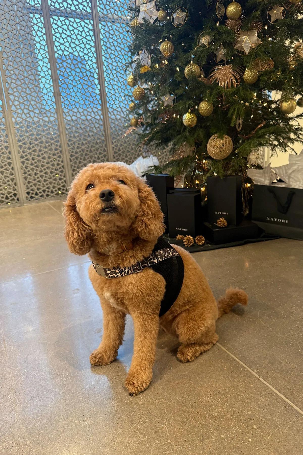 Luxe Leopard Dog Harness sold by Natori product image thumbnail 3