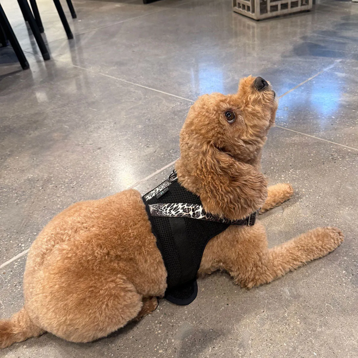 Luxe Leopard Dog Harness sold by Natori product image thumbnail 4