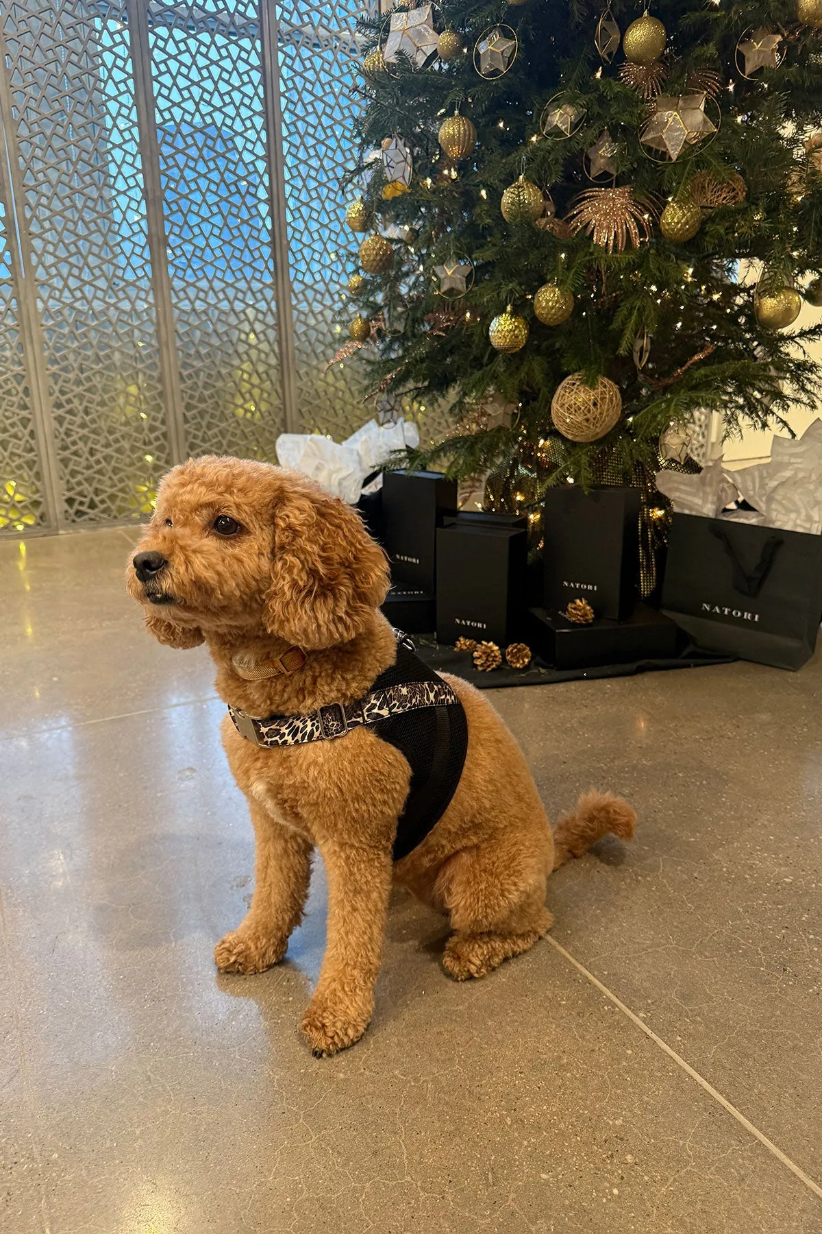 Luxe Leopard Dog Harness sold by Natori product image thumbnail 2