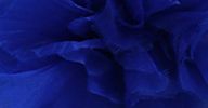 COBALT SILK FLOWER sold by Norma Kamali product image thumbnail 3