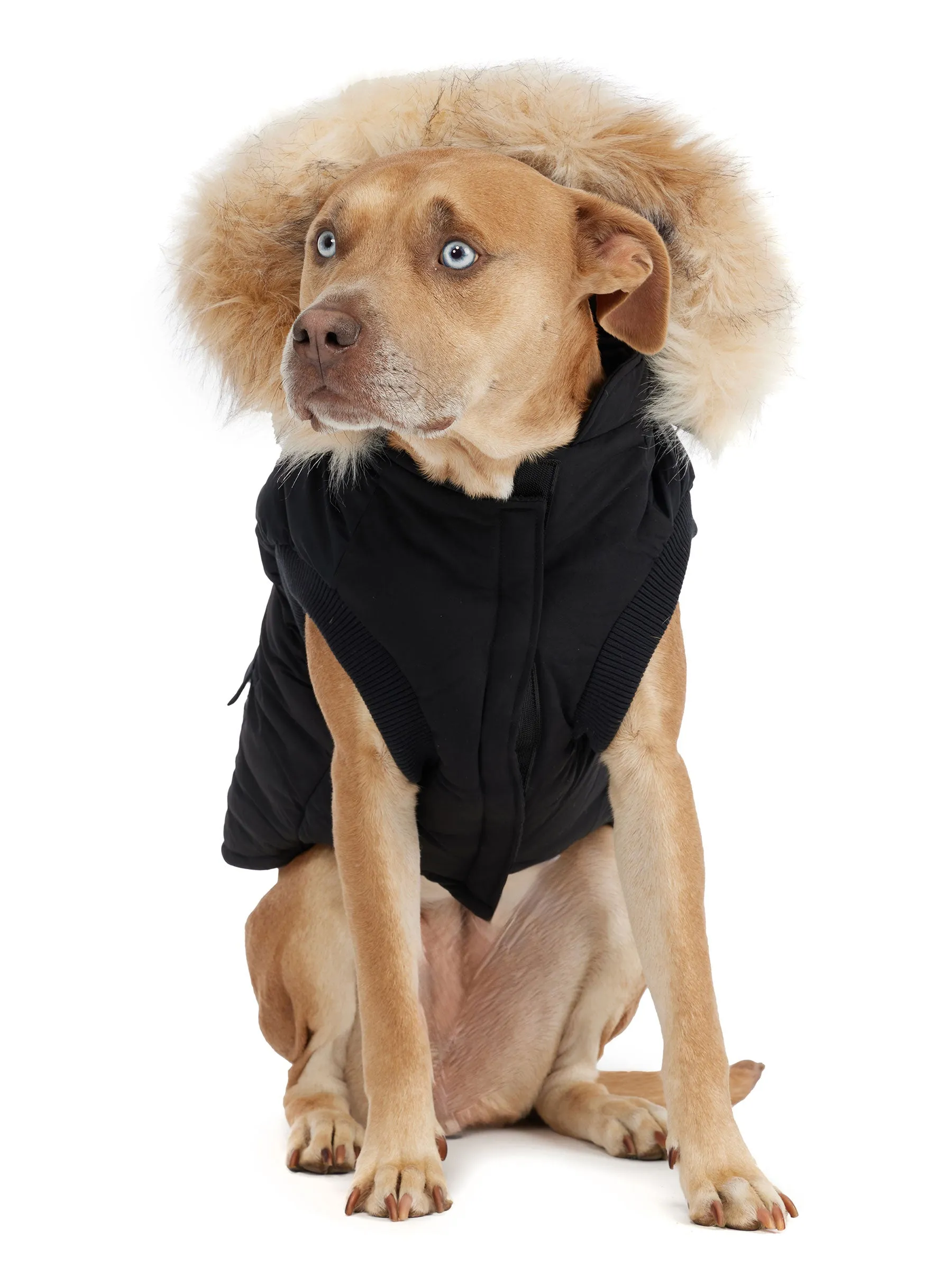 Zeus Jacket for Dogs w/Faux Fur Trim - 502 sold by Pajar product image thumbnail 3