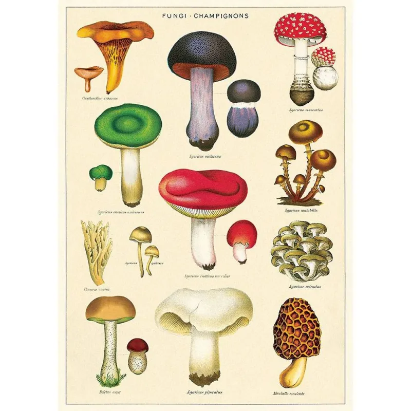 Mushrooms 2 Flat Wrap sold by Paper Source