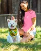 Short Sleeve Sunflower Print sold by PAWZ