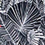 MENS BIG AND TALL EXTON SWIM SHORTS - B9W515T1PO sold by Psycho Bunny product image thumbnail 7